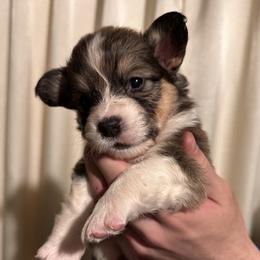 Boy 5 - male Pembroke Welsh Corgi puppy in Noti, Oregon from Solstice Farm Corgis