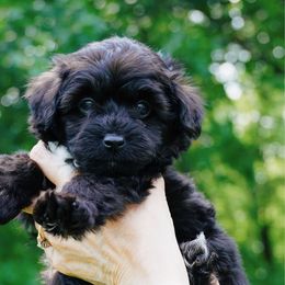 John - Black and white male Aussiedoodle puppy in Michigan from Kingsden Aussies and doodles