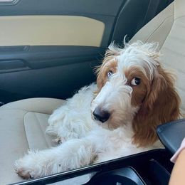 Goldendoodle All Grown Up from Anytime Doodles