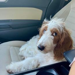 Goldendoodle All Grown Up from Anytime Doodles