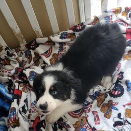 Citrus - Black tri-color female Australian Shepherd puppy in Geneva, Florida from TGIF Doxies