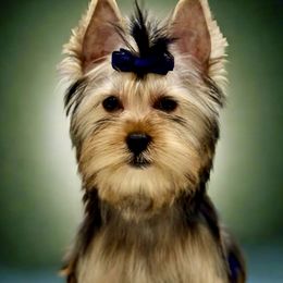 Boy 4 - Black and tan Yorkshire Terrier puppy in San Jose, California from Precious Yorkies
