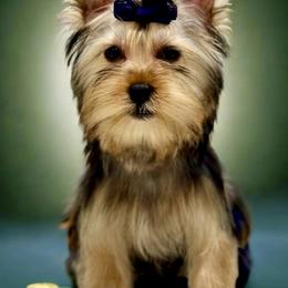 Boy 4 - Black and tan Yorkshire Terrier puppy in San Jose, California from Precious Yorkies