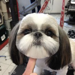 Shih Tzu Puppies from Willow Lane Shih Tzus