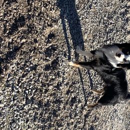 Ozzie  - Miniature Australian Shepherd