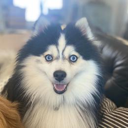 Pip - Pomsky