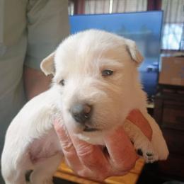 Elle for  Martha - Wheaten female Scottish Terrier puppy in Smiths Grove, Kentucky from Moore's We Little Farm AKC Scotties