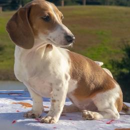 Taffyta - Piebald female Dachshund puppy in Temecula, California from Naomi Magee's Dachshund Kennel