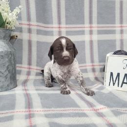 Girl 1 - Liver roan German Shorthaired Pointer puppy in New Kent, Virginia from Stevens Shorthairs