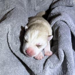 Juneau - Sable and white male Siberian Husky puppy in Avoca, Michigan from Repurposed Paradise Farm
