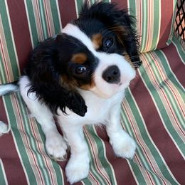 Cavalier King Charles Spaniel Puppies from Faithful Friends Cavaliers