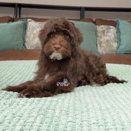Truffle - Chocolate male Assorted Doodle Crosses puppy in Lake Charles, Louisiana from Brandi’s Southern Doodles & Poodles, LLC