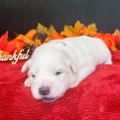 Girl 3 - female American Eskimo Dog puppy in Live Oak, Florida from Pecan Ridge Puppies