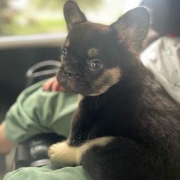 Louis - Black and tan male French Bulldog puppy in Des Moines, Iowa from Frenchie Dreams Come True