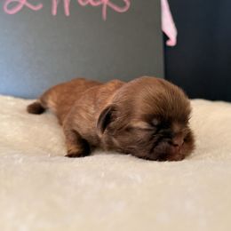 Camila - Liver female Shih Tzu puppy in Apple Valley, California from Garcia_shihtzu