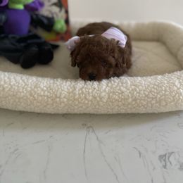Bella's baby girl - Red  female Poodle puppy in Bakersfield, California from Pups and Paws Toy Poodles