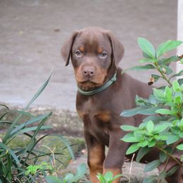 Doberman Pinscher Puppies from Debi Cruz