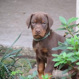 Doberman Pinscher Puppies from Debi Cruz