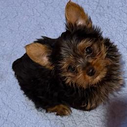 Asher - Black and tan male Yorkshire Terrier puppy in Paris, Tennessee from Nolan’s Yorkie Farm
