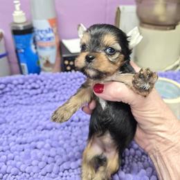Tiny - Black and tan female Yorkshire Terrier puppy in Belpre, Ohio from Blackwoods Yorkies