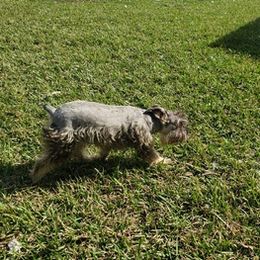 Catahoula Leopard Dogs, Miniature Schnauzers, and Poodles from Twig and Tail Puppies