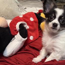 Chase CKC - Black and white male Chihuahua puppy in Amity, Pennsylvania from Rhoda and Verna