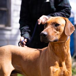 Boy 1 - Red wheaten male Rhodesian Ridgeback puppy in Fredonia, Wisconsin from Brondiki Ridgebacks