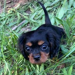 Cavalier King Charles Spaniels and Cavapoos from Snowy Peaks Cavaliers