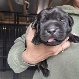 Purple - Black female Labrador Retriever puppy in Newton Grove, North Carolina from Wayalife Labradors & Gsp’s