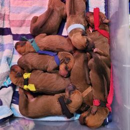 Rhodesian Ridgeback Puppies from Monarch Rhodesian Ridgebacks