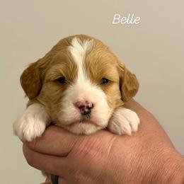 Belle - Parti female Goldendoodle puppy in Estesburg, Kentucky from Wet Goldendoodle Kisses