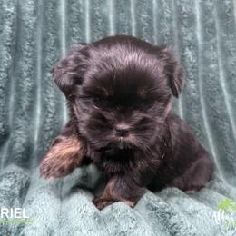 Gavriel - Black and tan male Shih Tzu puppy in Alice, Texas from Altas Palmas Shih Tzu