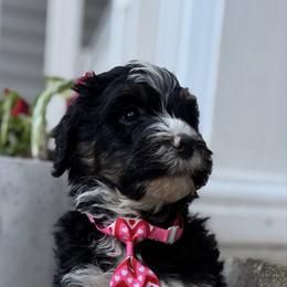 Pookie - Tri-color male Bernedoodle puppy in Camden, North Carolina from Oopsie Doodles of NC