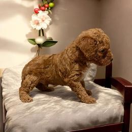 Diego - Red  male Poodle puppy in Davie, Florida from Dave Poodles
