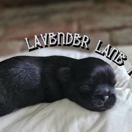 Shih Tzu Puppies from Lavender Lane Tzus