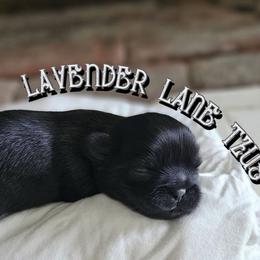 Shih Tzu Puppies from Lavender Lane Tzus
