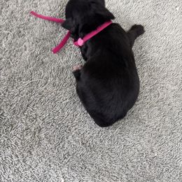 Kai - Black female Miniature Schnauzer puppy in Comanche, Texas from Circle R Sidney