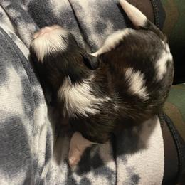 Shih Tzu Puppies from LiL ShihtZ
