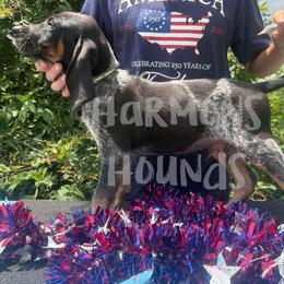 Banjo - Blue ticked and tan male Bluetick Coonhound puppy in Mount Pleasant, Texas from Harmons Hounds