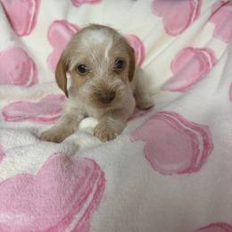 Marie - Piebald female Dachshund puppy in Lake City, Florida from My Ditzy Doxies of Florida