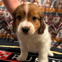 Dika - White and red female Nederlandse Kooikerhondje puppy in Seattle, Washington from Danube Kooikerhondjes
