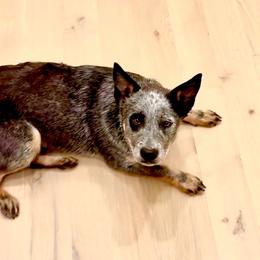 Nala - Blue female Australian Cattle Dog puppy in Fairview, Oklahoma from Flying D Kennels