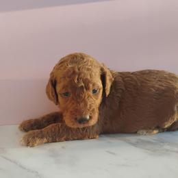 Amber - Red  female Goldendoodle puppy in Apache Junction, Arizona from Loving Doodle