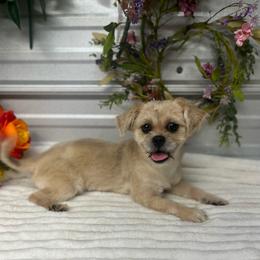Sophia - Fawn female Companion Cross puppy in Elgin, South Carolina from Silver Bells Paw Prints