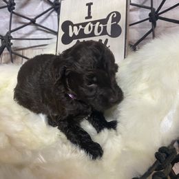 Aussiedoodle, Cockapoo, Goldendoodle, Poodle, Sheepadoodle, and Springerdoodle Puppies from Two Creeks Farm Poodles & Doodles