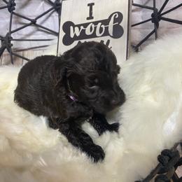 Aussiedoodle, Cockapoo, Goldendoodle, Poodle, Sheepadoodle, and Springerdoodle Puppies from Two Creeks Farm Poodles & Doodles