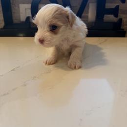Boy 1 - Red male Havanese puppy in Morriston, Florida from OPA! Havanese (formerly Elysium Fields)