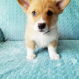 Pembroke Welsh Corgi Puppies from Whimsical Treasure Corgis