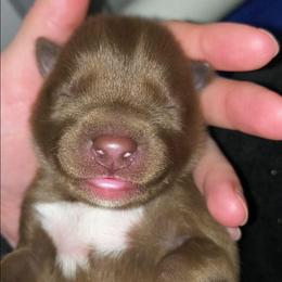 Dracarys - Red and white male Siberian Husky puppy in Richland, Mississippi from Feazell’s Siberian Huskies