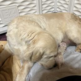 Third pick - Light golden male Golden Retriever puppy in Monroe, Tennessee from Dale Hollow Goldens